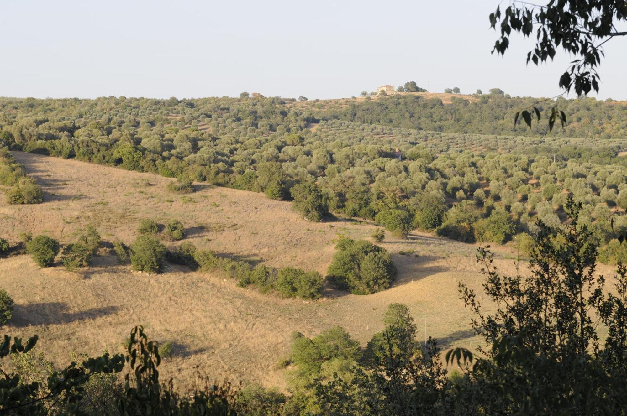 Le Tartarughe Rooms Magliano in Toscana Εξωτερικό φωτογραφία